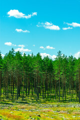 Forest edge in summer heat.