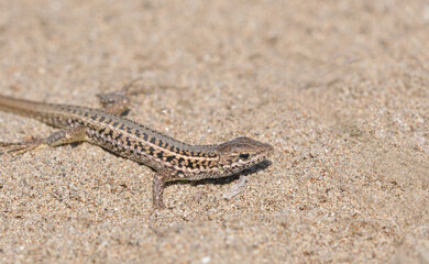 A snake-eyed lizard on the sands 
