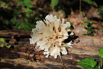 Sparassis Fungus