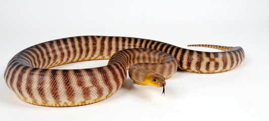 Woma Python (Aspidites ramsayi)