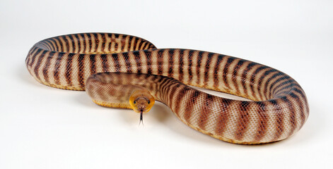 Woma Python (Aspidites ramsayi)