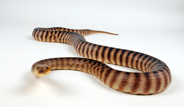 Woma Python (Aspidites ramsayi)