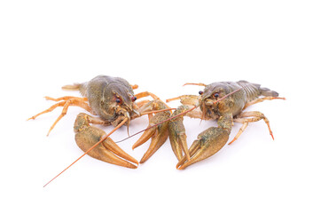 Two green crayfish look at each other.