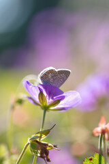 butterfly on a violet flower, beautiful macro in park 