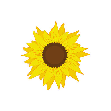 beautiful yellow sunflower bloom vector illustration,isolated on white background