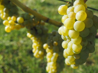 Białe winogrona