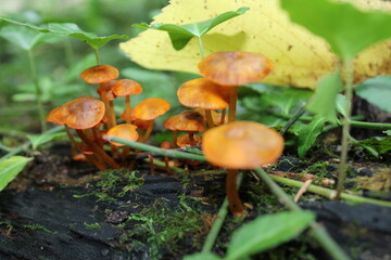 Orange mushrooms in the forest