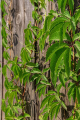 Green foliage hangs from a wooden fence.