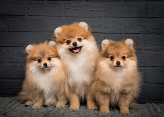 Fluffy red dogs sit on a plaid against a stone wall. The breed of the dog is the Pomeranian