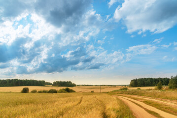 A rural road running along a ripe grain field of wheat, rye.