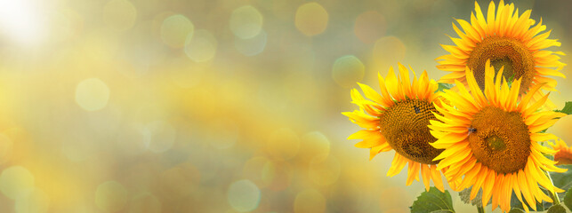 Obraz premium Three blooming sunflowers on a blurred background of nature.