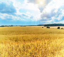 Obraz premium Landscape of a ripe wheat, rye field against the background of the summer sky.