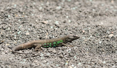 closeup of atlantic lizard between the volcanic stones of Lanzarote