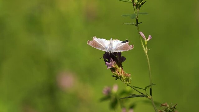 A litte blue butterfly sitting on a flower in a meadow