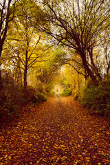 Autumn forest scenery with road of fall leaves warm light illumining the gold foliage. Footpath in scene autumn forest nature. Germany.