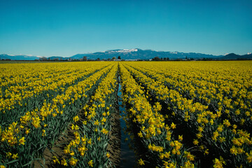 Scenic view of daffodil field against clear blue sky