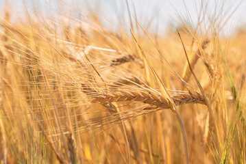 Golden ripe ears of wheat and rye.