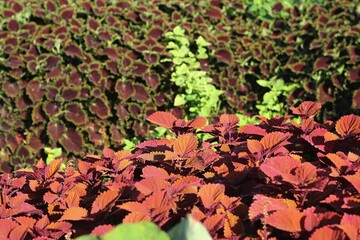 red and yellow leaves