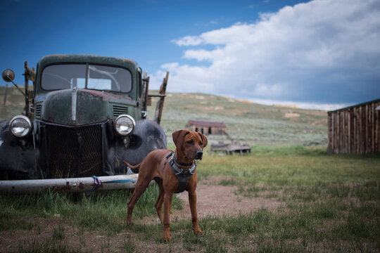 Dog standing in front of abandoned vintage car on field