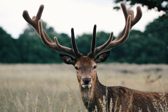 Portrait of stag in farm against sky during sunset - Powered by Adobe
