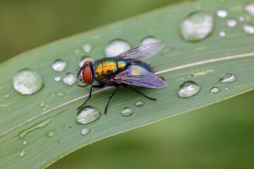 Goldfliege auf Grashalm mit Wassertropfen