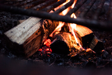 Close-up of bonfire in forest