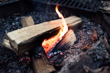 Close-up of campfire in forest