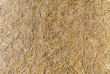 Background texture of dry straw stalks.