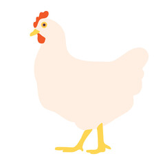 The white hen. Domestic farm animal - chicken