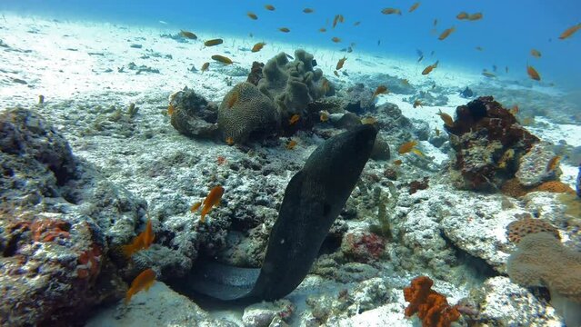 Riesenmor&auml;ne im tropischen Ozean Malediven