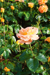 Peach roses blooming in a garden