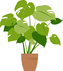 Home plant monstera. Potted plant.