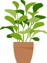 Home plant. Potted plant.