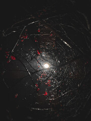 The light of the lantern breaks through the viburnum branches. Night photo. High-quality photo