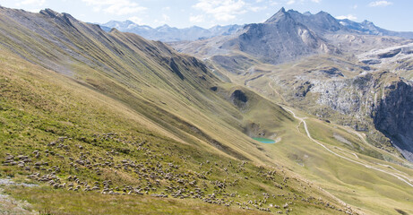 troupeau de moutons en montagne à tignes en été devant la Grande Motte dans le massif de la Vanoise en Haute Tarentaise en Savoie