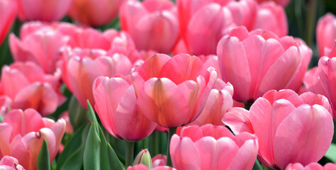 Obraz premium pink tulips in spring