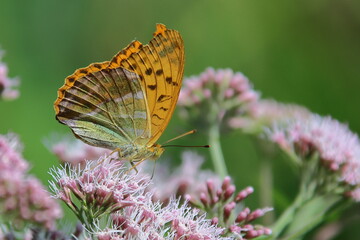 Butterfly on flower