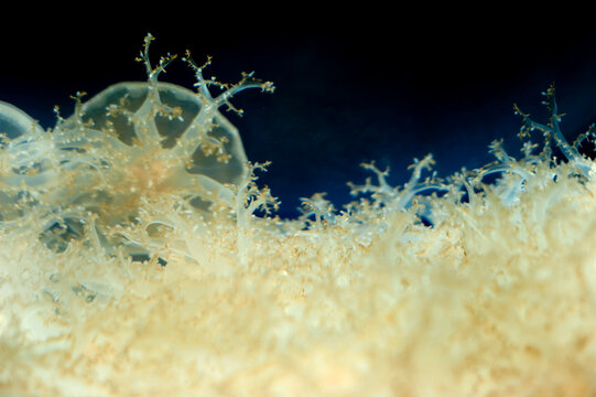 Jellyfish Macro