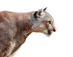 Portrait of Beautiful Puma on a transparent background in PNG format. Cougar, mountain lion, puma, panther, striking pose, wildlife America. 