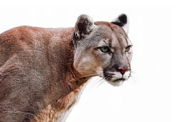 Portrait of Beautiful Puma on a transparent background in PNG format. Cougar, mountain lion, puma, panther, striking pose, wildlife America. 