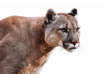 Foto op Canvas Portrait of Beautiful Puma on a transparent background in PNG format. Cougar, mountain lion, puma, panther, striking pose, wildlife America.  © Baranov