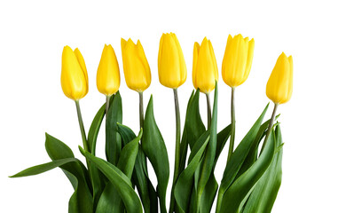 Yellow tulips on a transparent background in PNG format