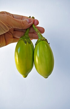 Qui Nem Jiló . . ., Scarlet Eggplant (Solanum aethiopicum),…