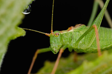 green grasshopper on a leaf