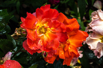 Flowers of ‘Spanish Sunset’ Grandiflora Rose