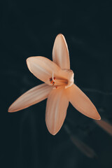 wild yellow lily in bloom on a dark background