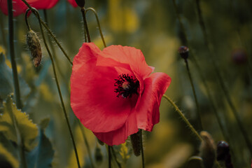 red poppy in the field