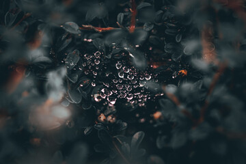 drops of water caught in a spider web after rain in leaves