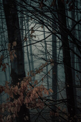 misty forest in the morning, fog in dark forest, mysterious, cold tones, moody