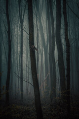 misty forest in the morning, fog in dark forest, mysterious, cold tones, moody